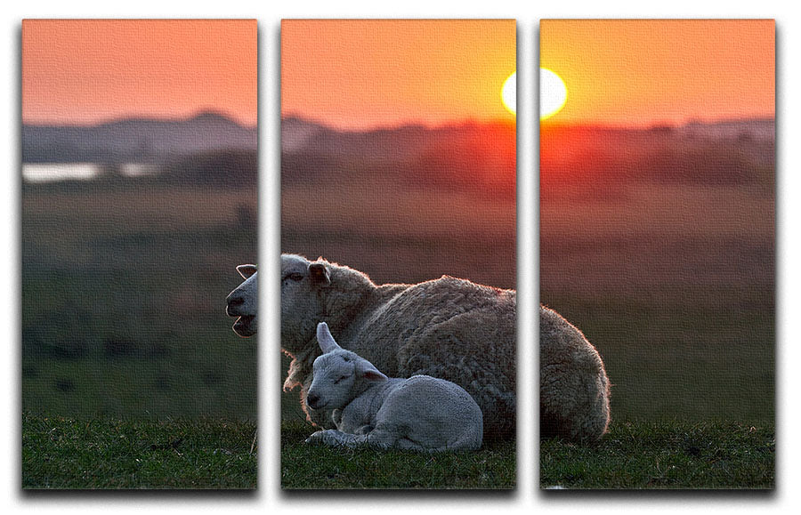 Three-panel canvas print featuring a serene sheep design, perfect for home decor.