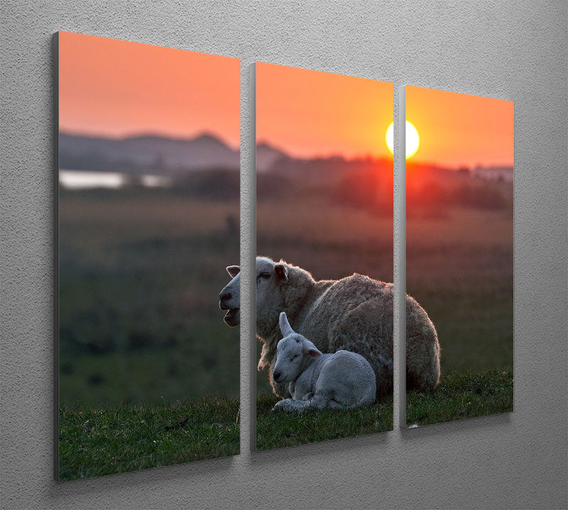 Three-panel canvas print featuring a serene sheep design, perfect for home decor.