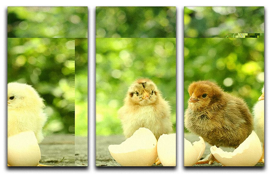 A beautiful 3-panel canvas print featuring small chicks and delicate egg shells, perfect for home decor.
