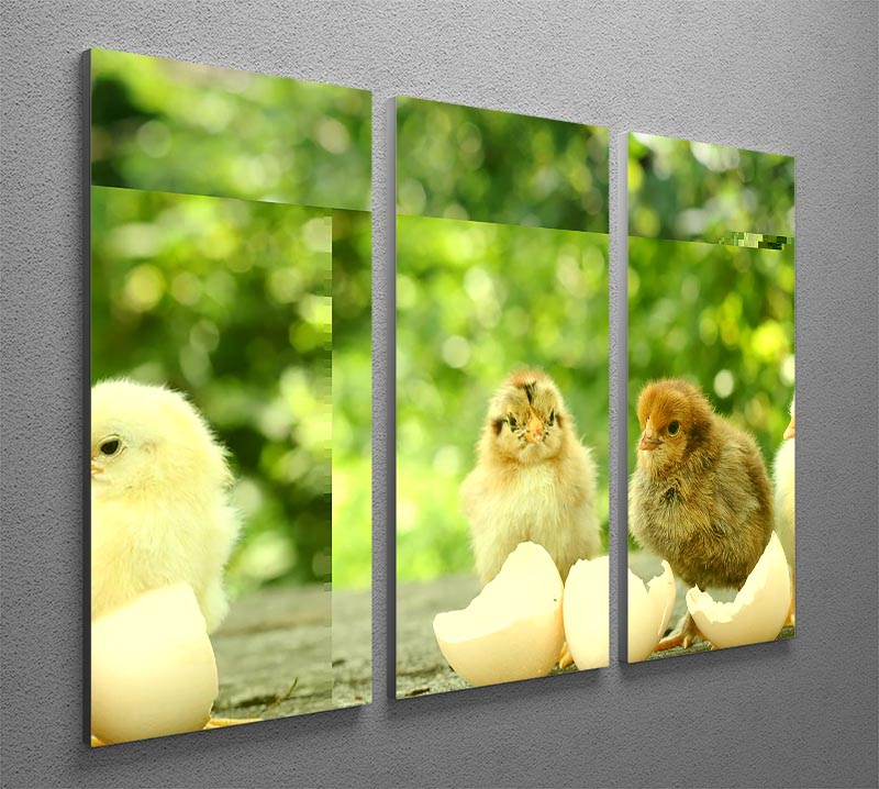 A beautiful 3-panel canvas print featuring small chicks and delicate egg shells, perfect for home decor.