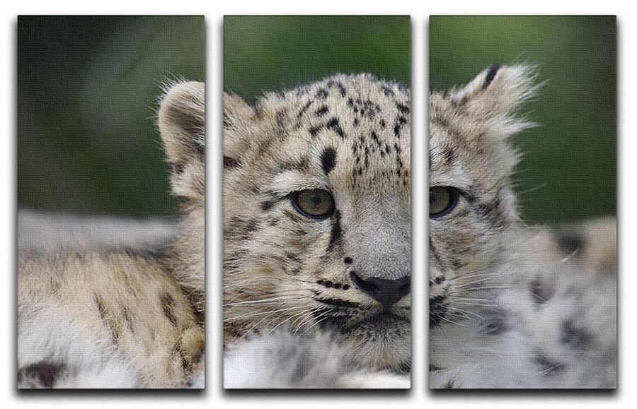 Three-panel canvas print featuring playful Snow Leopard cubs in their natural habitat, showcasing their beauty and charm.