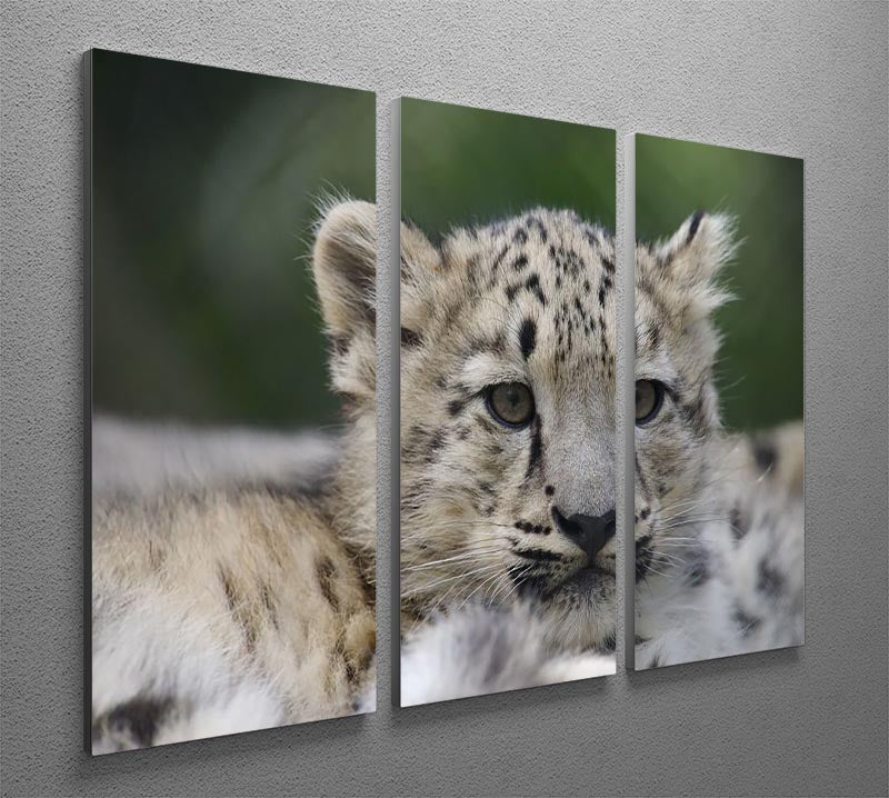 Three-panel canvas print featuring playful Snow Leopard cubs in their natural habitat, showcasing their beauty and charm.