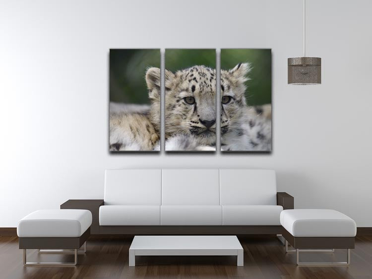 Three-panel canvas print featuring playful Snow Leopard cubs in their natural habitat, showcasing their beauty and charm.