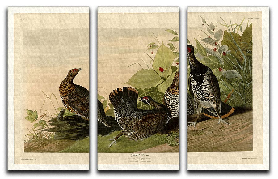 A beautiful 3-panel canvas print featuring a Spotted Grouse, showcasing vibrant colors and intricate details, perfect for home decor.