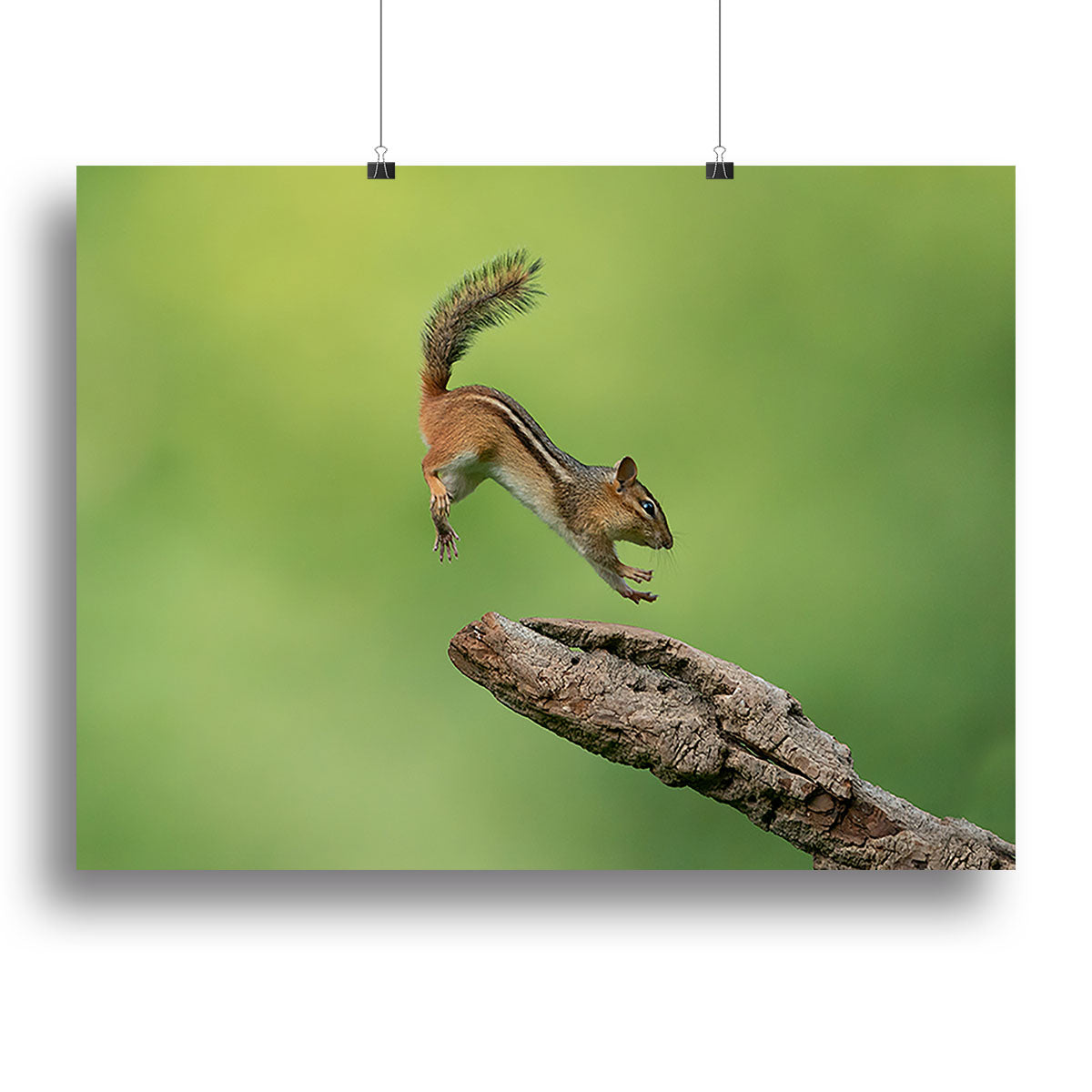A vibrant canvas print featuring a leaping squirrel, showcasing its agility and playful nature against a colorful background.