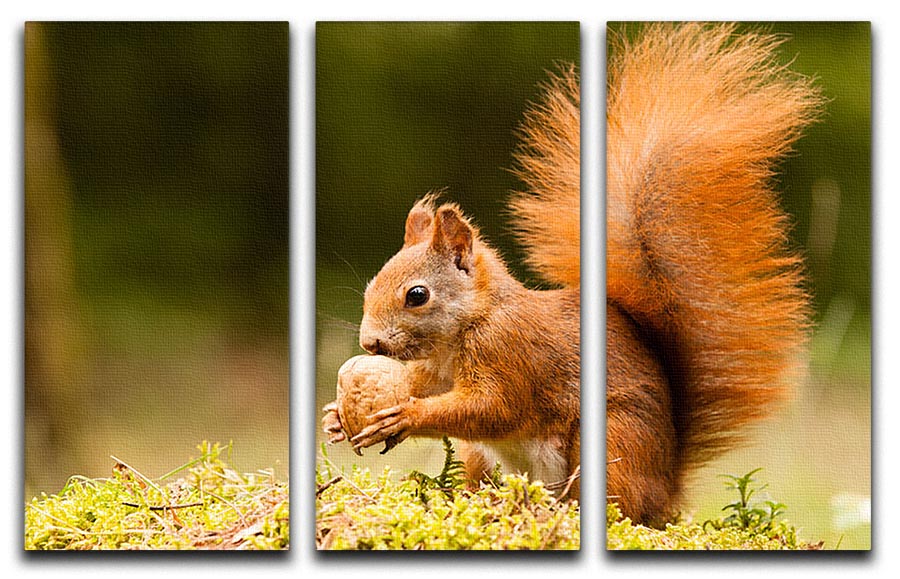 A beautiful 3-panel canvas print featuring a squirrel holding a nut, perfect for home decor.