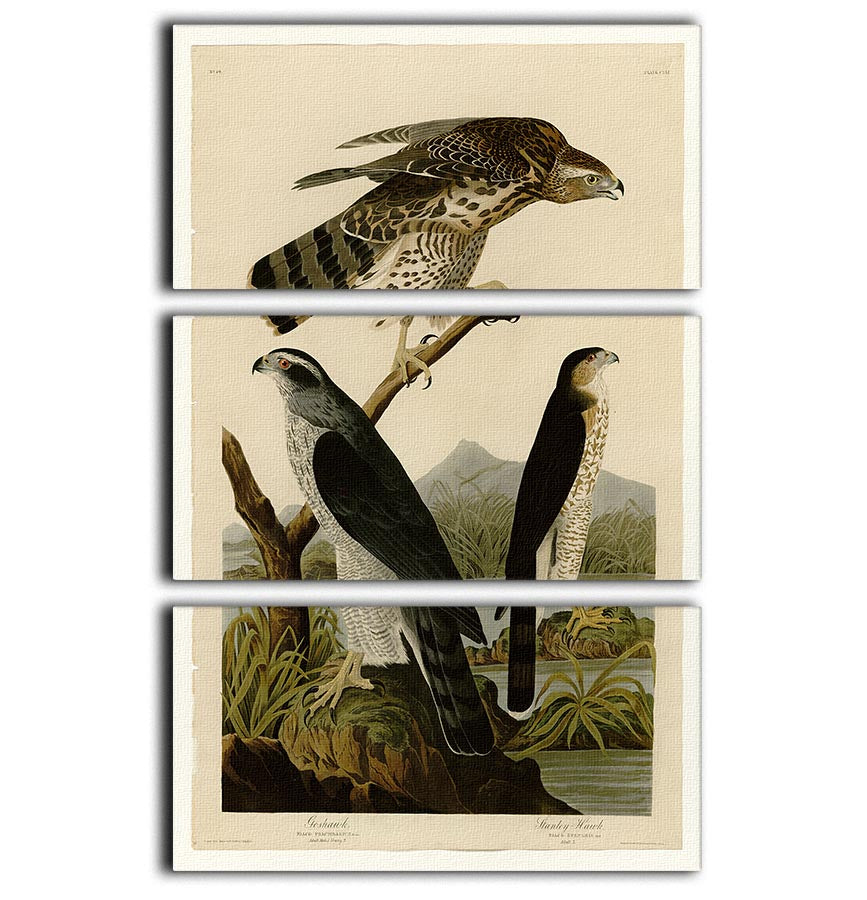Stanley Hawk by Audubon 3-panel canvas print showcasing a majestic hawk in vibrant colors, perfect for home decor.
