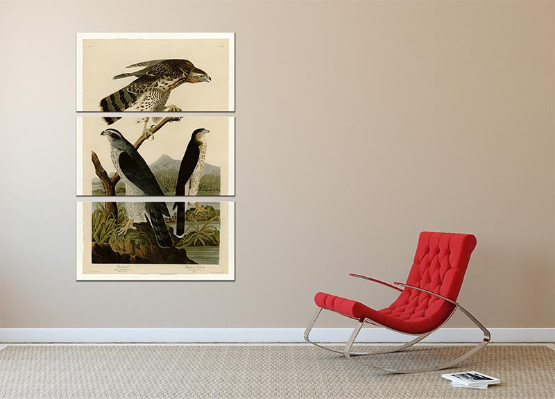 Stanley Hawk by Audubon 3-panel canvas print showcasing a majestic hawk in vibrant colors, perfect for home decor.