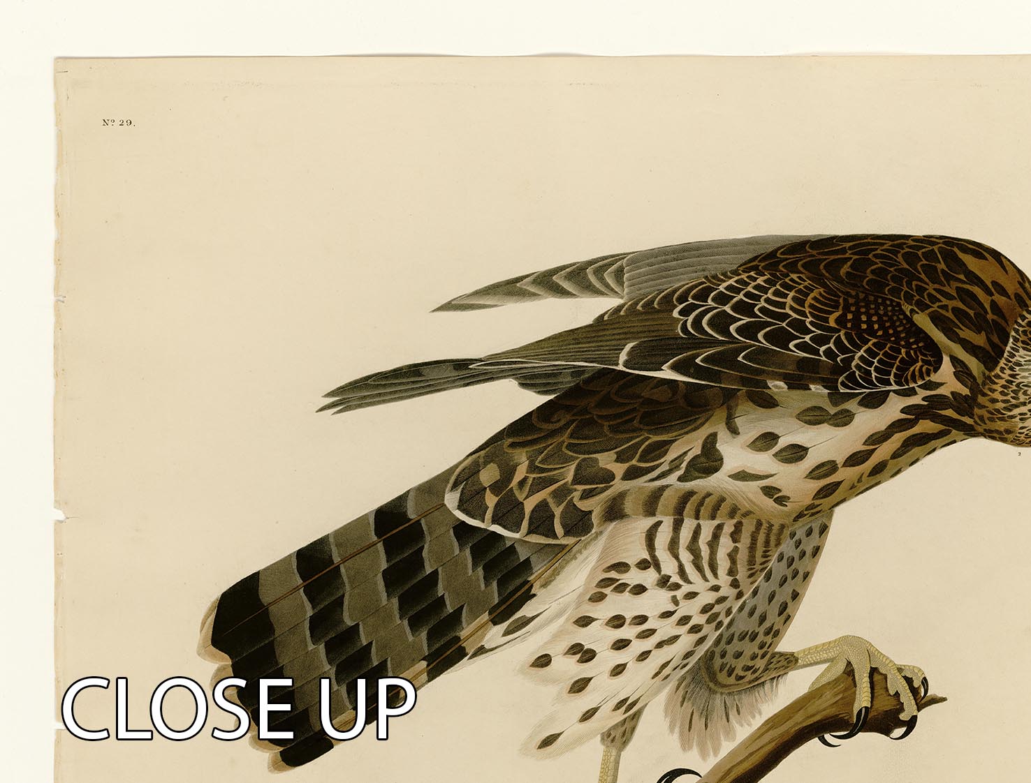 Stanley Hawk by Audubon 3-panel canvas print showcasing a majestic hawk in vibrant colors, perfect for home decor.