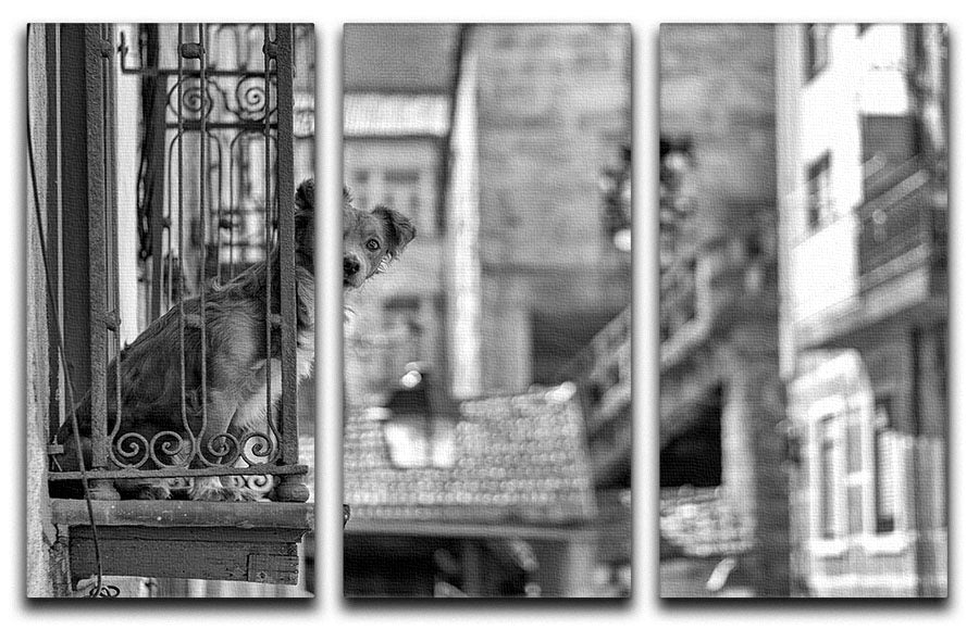 A stunning 3-panel canvas print featuring a street dog, enhancing modern decor with vibrant colors and detailed artwork.