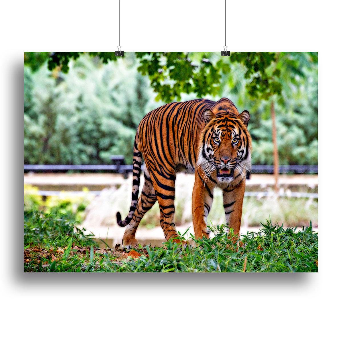 A vibrant canvas print of a Sumatran Tiger showcasing its striking orange fur and bold black stripes, perfect for home decor.