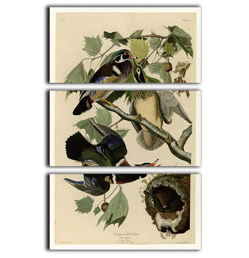 A beautiful 3-panel canvas print featuring a Summer Duck, showcasing vibrant colors and intricate details, perfect for home decor.