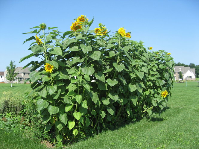 Mammoth Russian Sunflower towering at 12 feet with large seed heads, showcasing its vibrant yellow petals and thick green stalk.