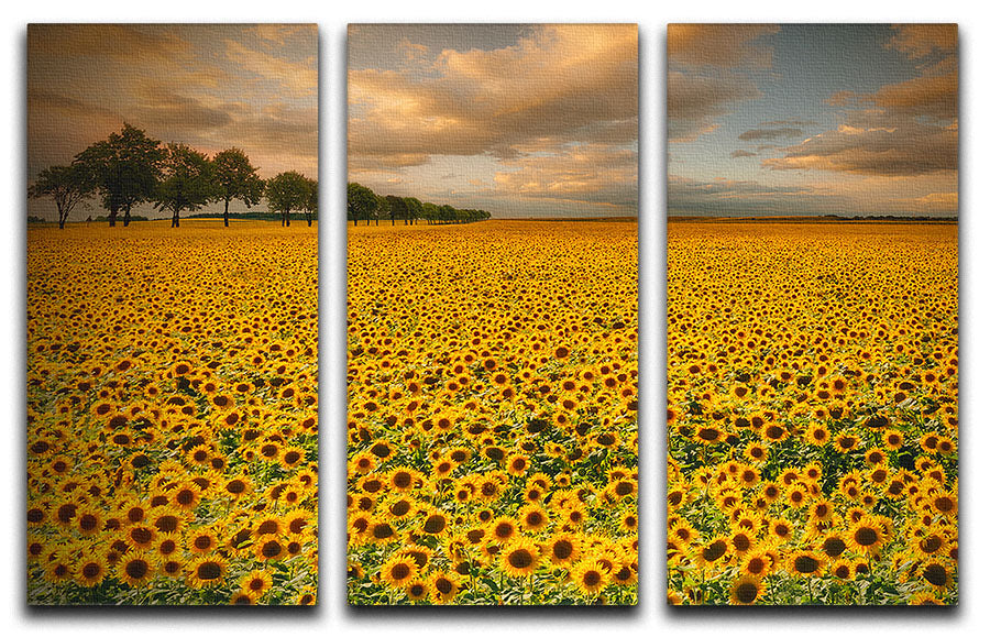 A beautiful 3-panel canvas print featuring vibrant sunflowers, perfect for home decor.