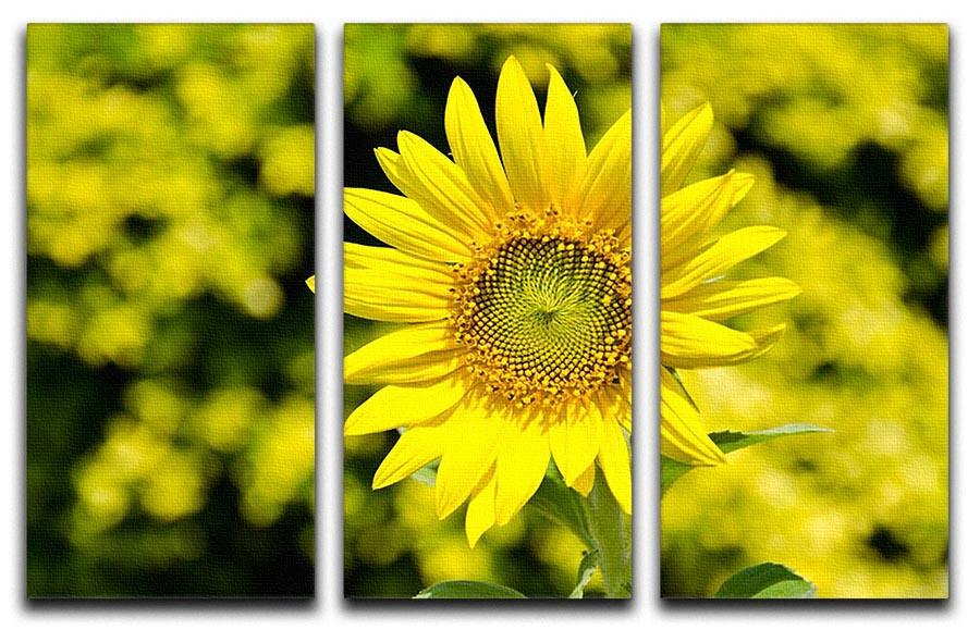 A vibrant 3-panel canvas print featuring blooming sunflowers, perfect for enhancing home decor.