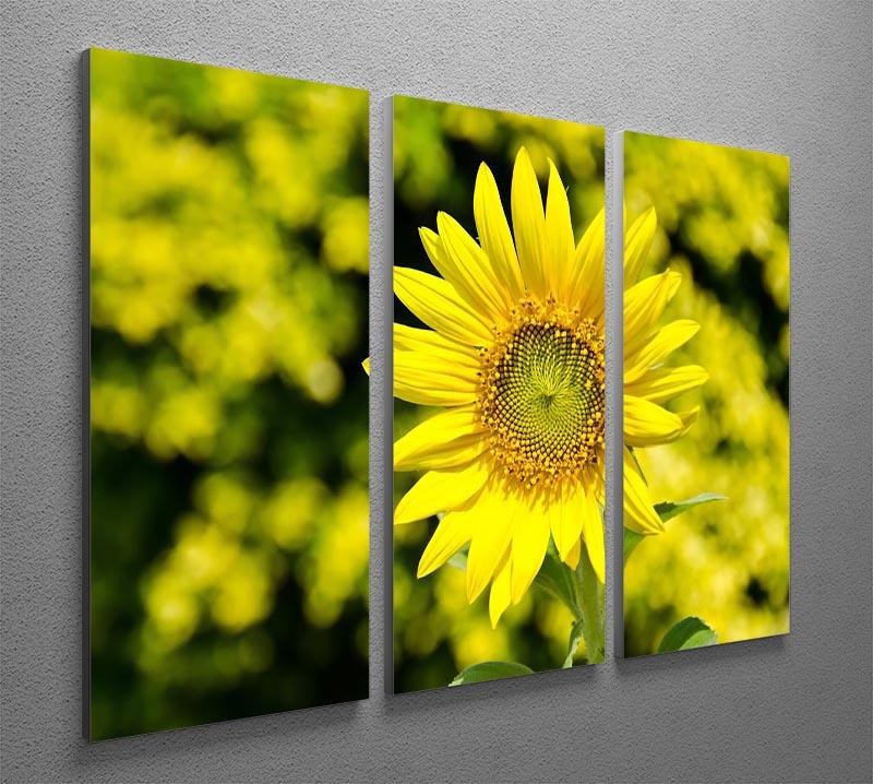 A vibrant 3-panel canvas print featuring blooming sunflowers, perfect for enhancing home decor.