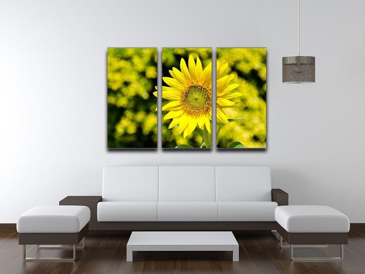A vibrant 3-panel canvas print featuring blooming sunflowers, perfect for enhancing home decor.