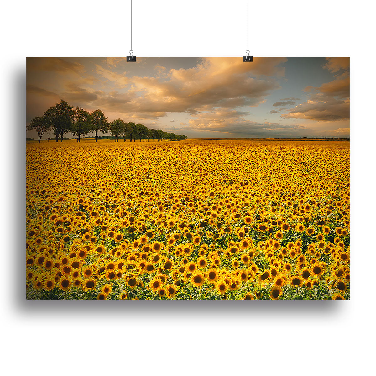 A vibrant sunflower canvas print showcasing bright yellow flowers against a soft background, perfect for home decor.