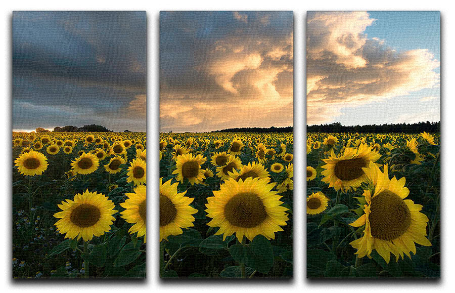 Three-panel canvas print featuring vibrant sunflowers in a scenic Swedish landscape, perfect for home decor.