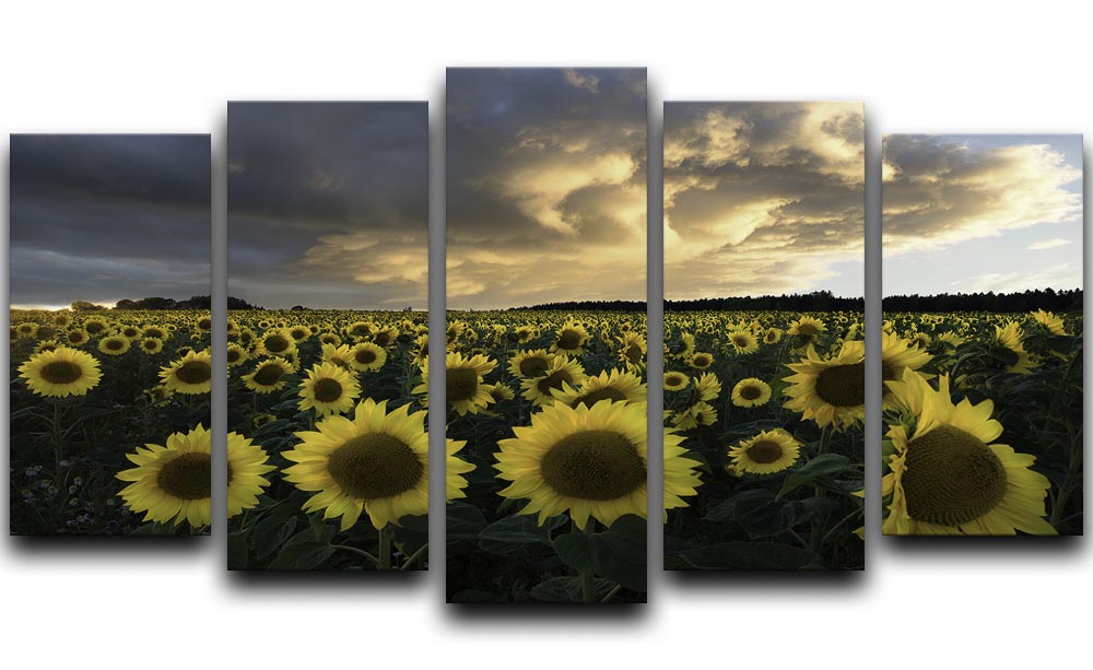 A vibrant 5-panel canvas artwork featuring sunflowers, beautifully arranged to create a cohesive and dynamic display.