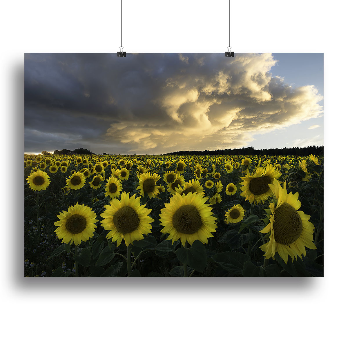 A vibrant canvas print featuring sunflowers in a scenic Swedish landscape, showcasing bright yellow flowers against a serene backdrop.