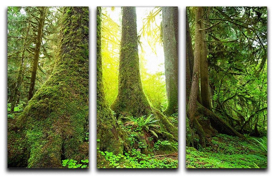 A beautiful 3-panel canvas print depicting sunny beams filtering through a lush forest, enhancing any room's decor.