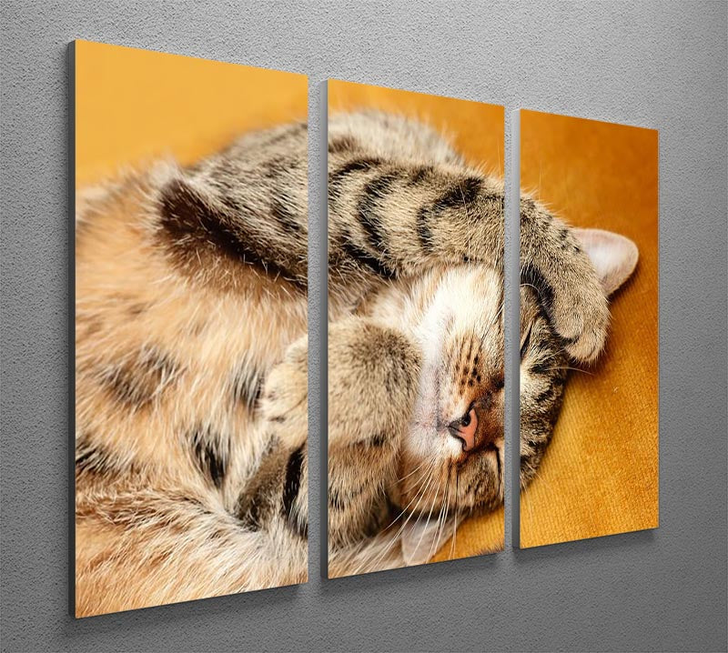 A beautiful 3-panel canvas print featuring a Tabby cat sweetly sleeping on a bed, showcasing vibrant colors and intricate details.