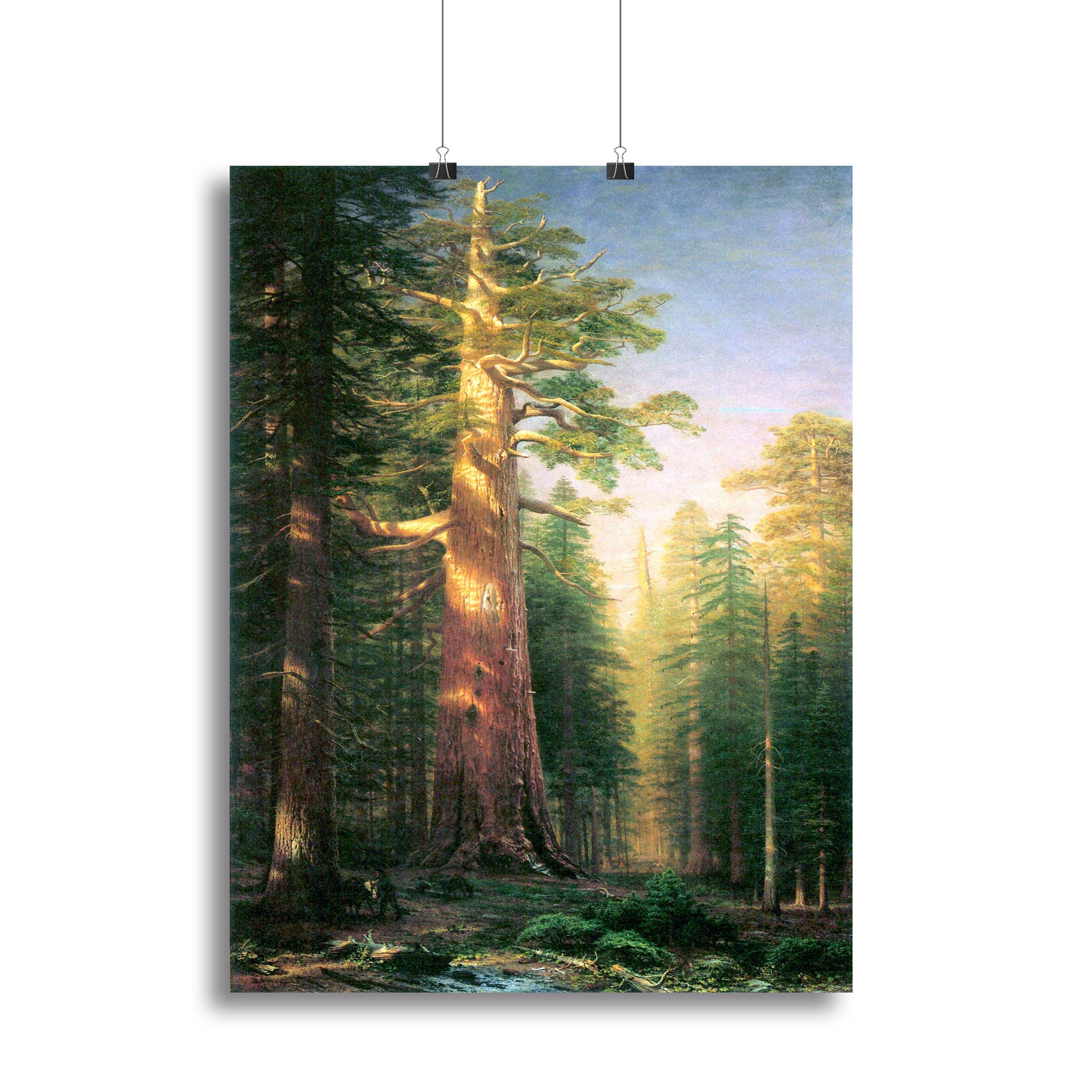 Canvas print of The Big Trees Mariposa Grove, showcasing towering sequoias in a vibrant natural setting.