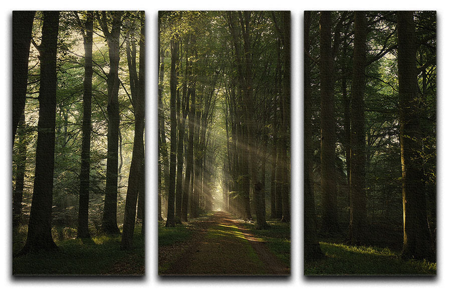 A stunning 3-panel canvas print featuring vibrant colors and captivating designs, perfect for enhancing any living space.