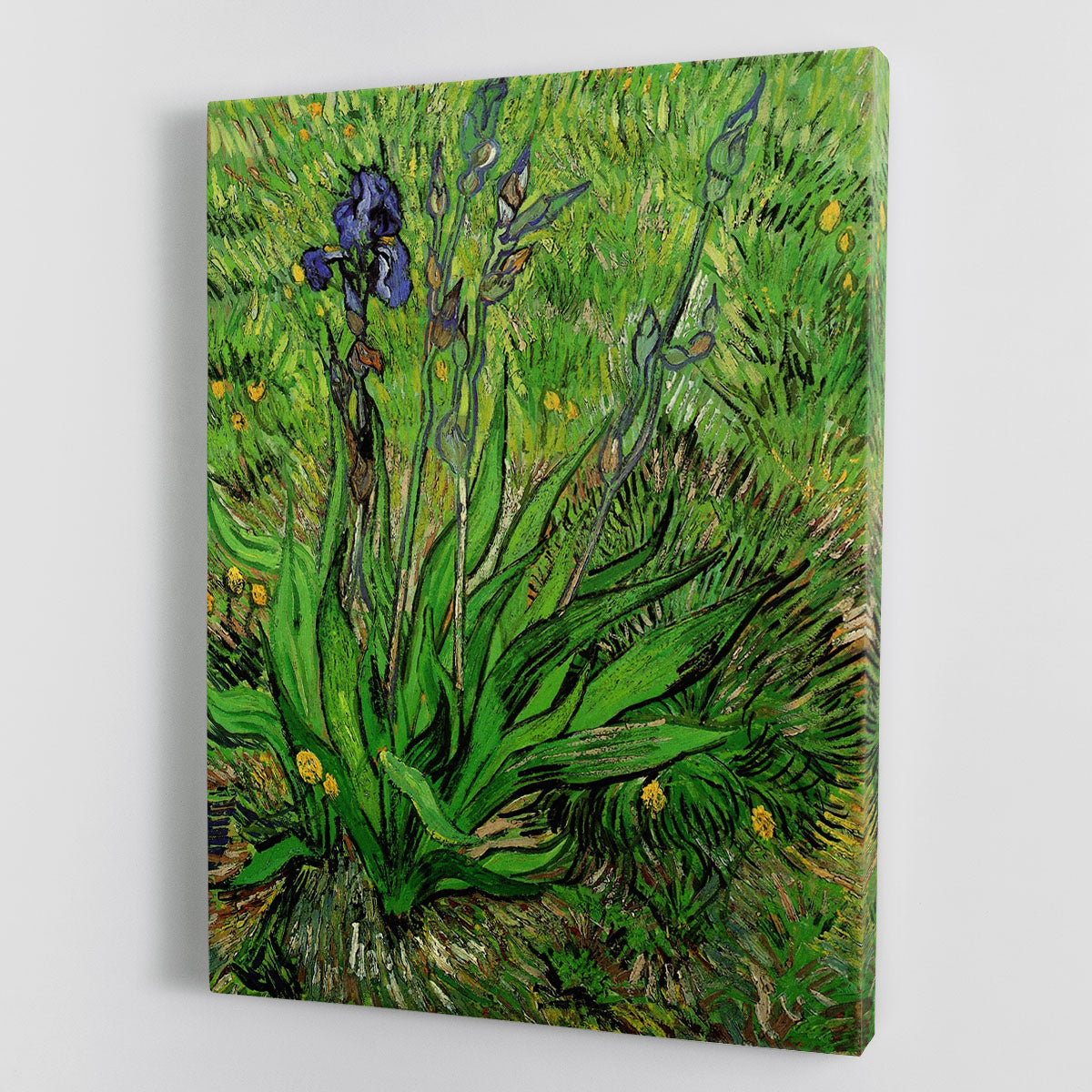 The Iris by Van Gogh canvas print showcasing vibrant blue and purple flowers with green leaves, elegantly framed for wall display.