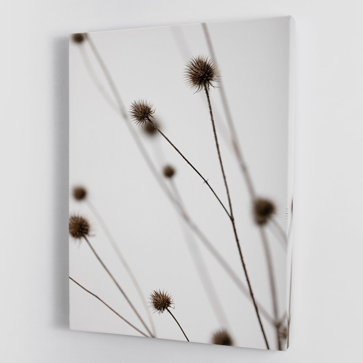 Thistle Grey 05 Canvas Print showcasing elegant design with modern aesthetic, perfect for home or office decor.