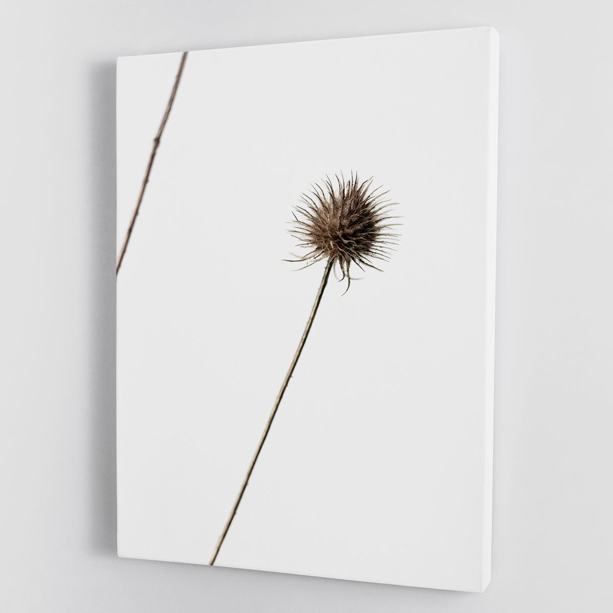 Thistle Grey 08 canvas print showcasing elegant design and modern art style, perfect for home or office decor.