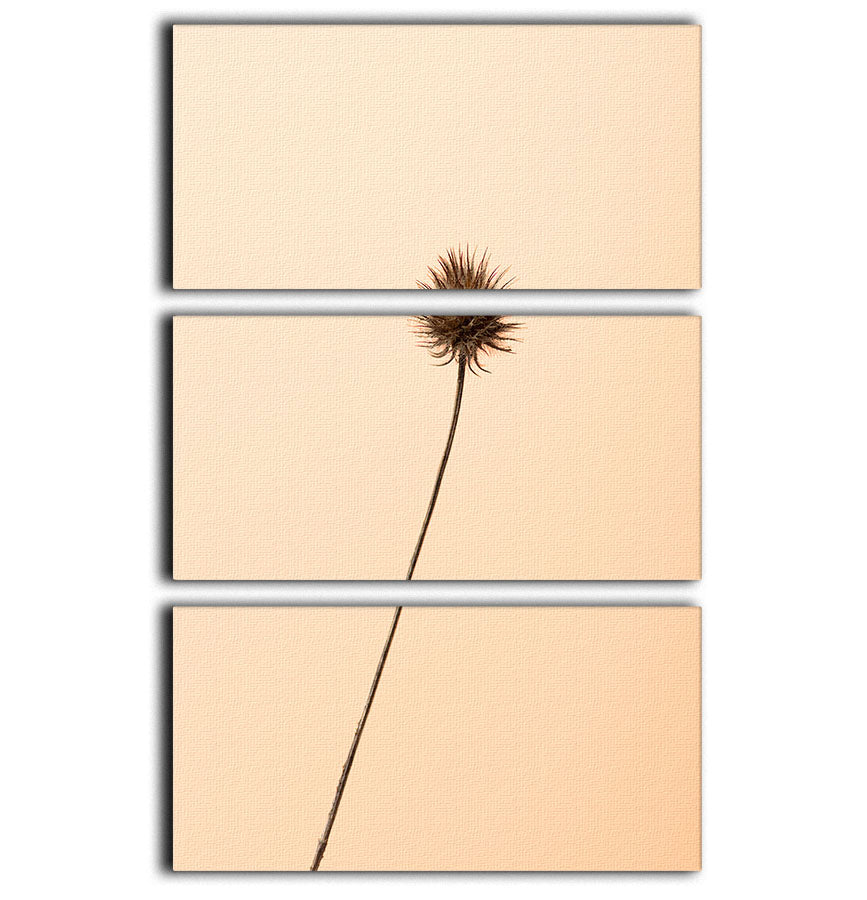 Thistle Peach 3 Split Panel Canvas Print showcasing three panels with elegant thistle design in soft peach tones.