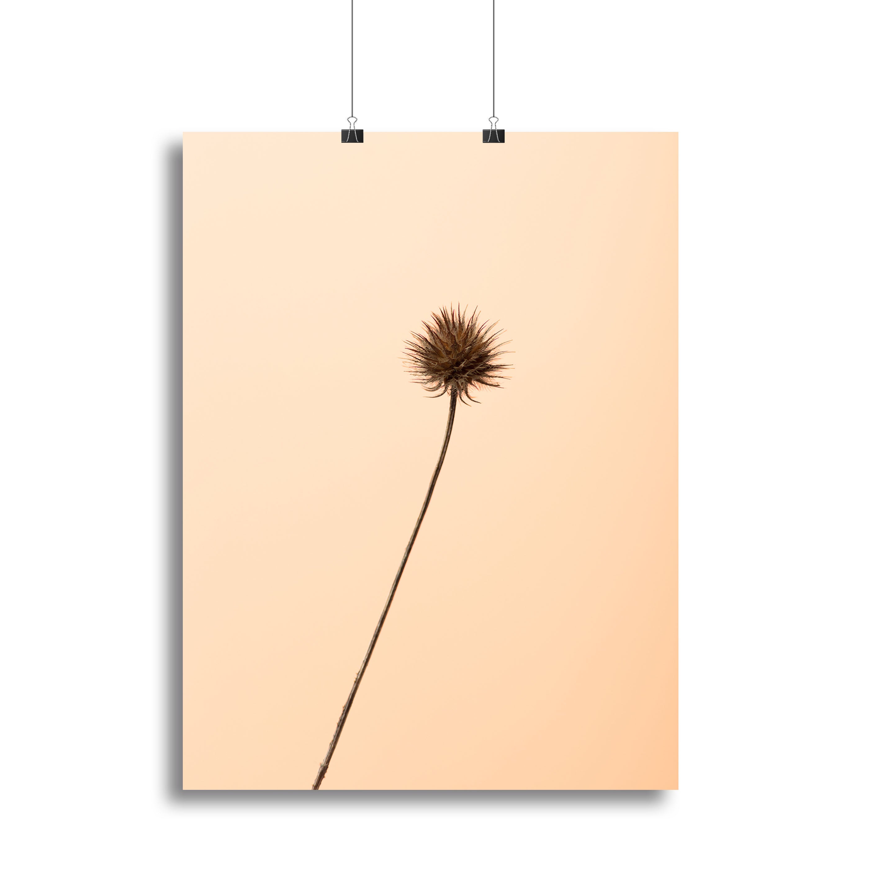 Thistle Peach Canvas Print showcasing delicate thistle design in soft peach tones, perfect for home decor.