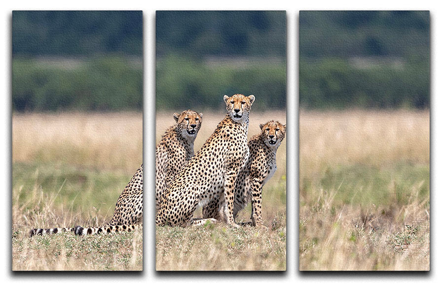Three Cheetahs 3 Split Panel Canvas Print showcasing three majestic cheetahs in a stunning artistic design.