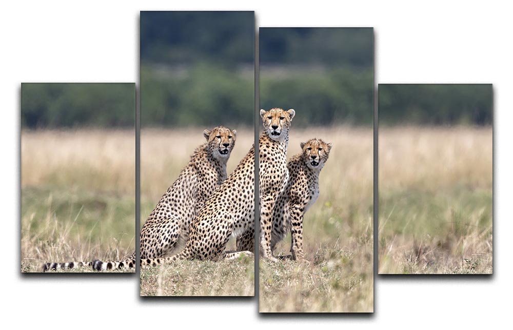 A stunning 4-split canvas artwork featuring three cheetahs in a dynamic arrangement, showcasing their beauty and grace.