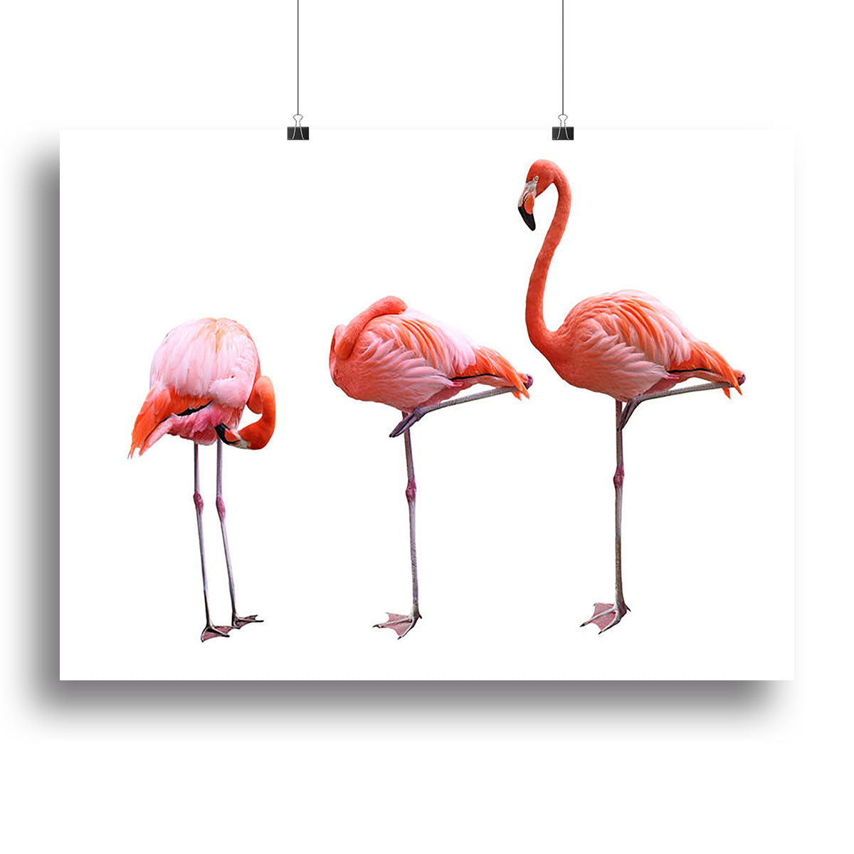 Three flamingo birds elegantly posed on a white background, showcasing vibrant colors and intricate details in a canvas print.