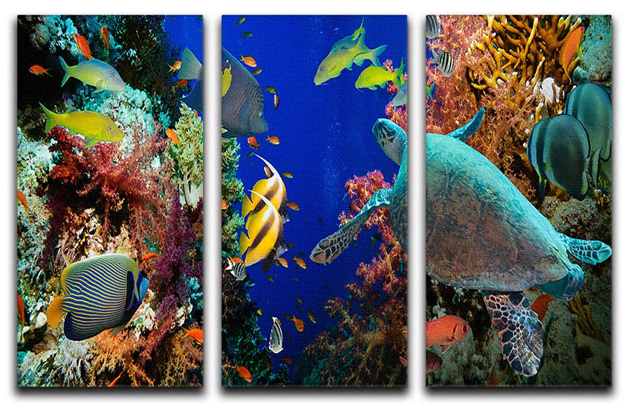 A vibrant 3-panel canvas art featuring Tropical Anthias fish, net fire corals, and a shark on a Red Sea reef, showcasing underwater beauty.