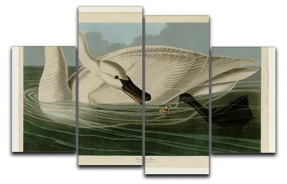 A beautiful 4 split panel canvas artwork featuring a Trumpeter Swan, showcasing its elegant form and serene natural habitat.