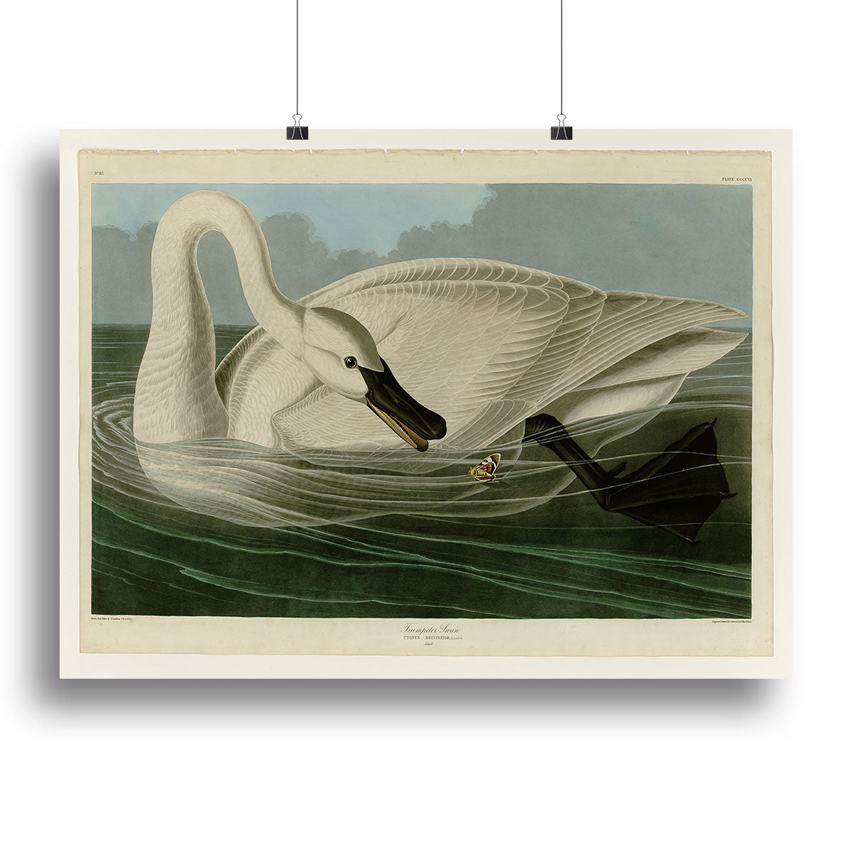 A beautiful Trumpeter Swan canvas print showcasing the elegance of the bird in a serene natural setting.