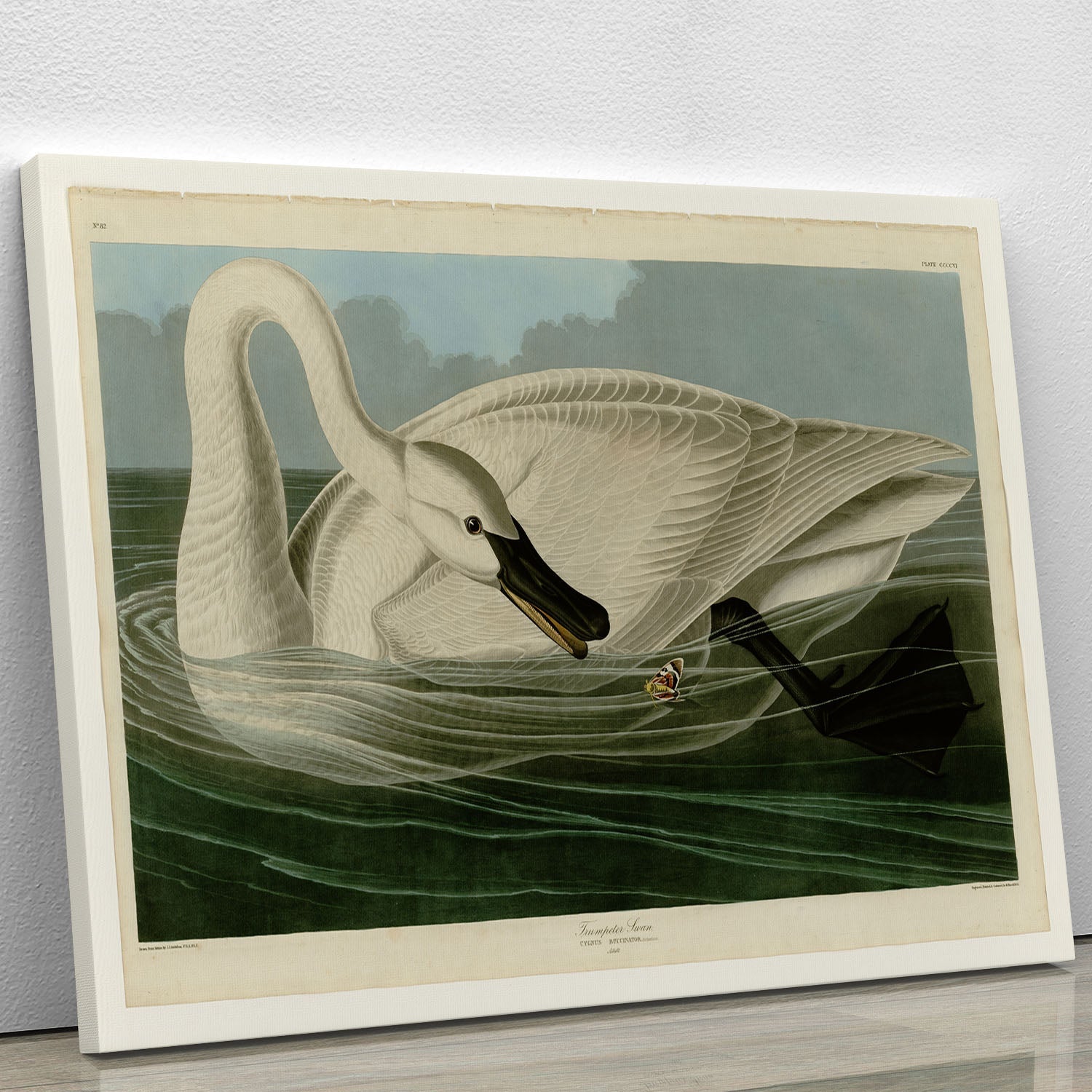 A beautiful Trumpeter Swan canvas print showcasing the elegance of the bird in a serene natural setting.