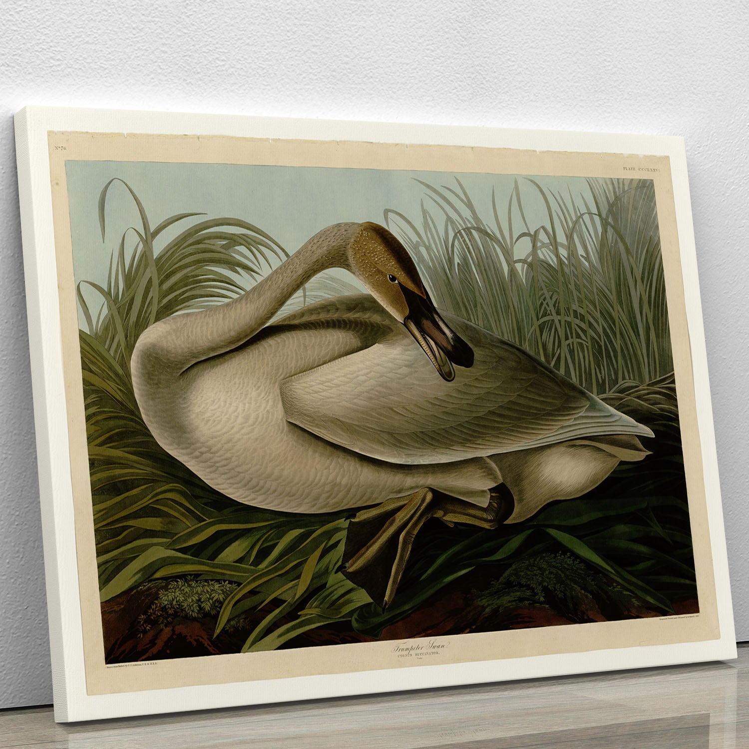 A beautiful Trumpeter Swan canvas print showcasing the elegance of nature, perfect for home decor.