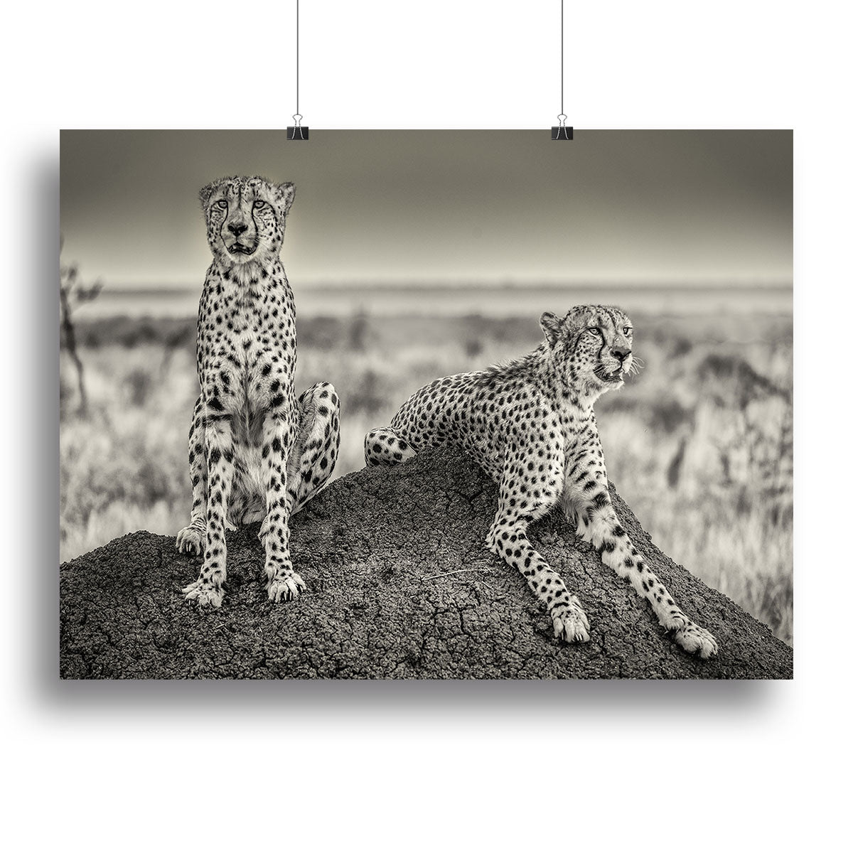 A beautiful canvas print featuring two cheetahs watching out, showcasing their elegance and strength in a natural setting.