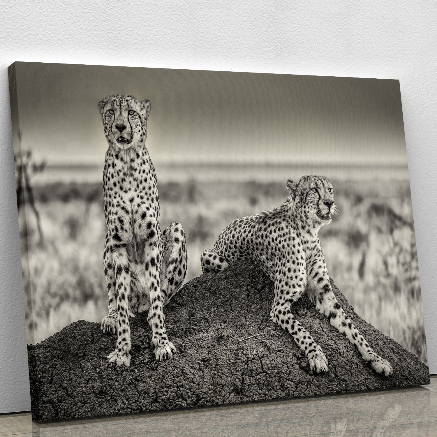 A beautiful canvas print featuring two cheetahs watching out, showcasing their elegance and strength in a natural setting.
