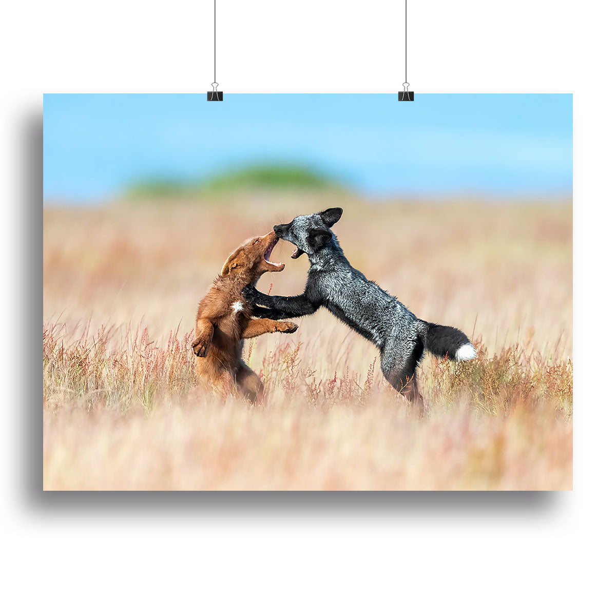 A vibrant canvas print featuring two foxes playfully wrestling in a natural setting, showcasing intricate details and colors.