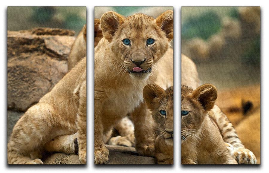 Three-panel canvas print featuring two adorable lion cubs looking curiously at something, perfect for home decor.