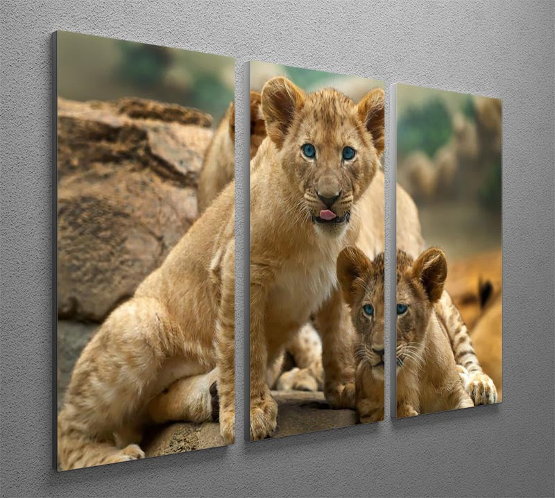 Three-panel canvas print featuring two adorable lion cubs looking curiously at something, perfect for home decor.