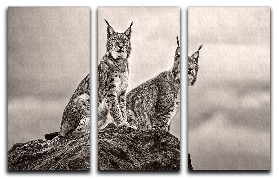A beautiful 3-panel canvas print featuring two lynx resting on a rock, showcasing nature's elegance.
