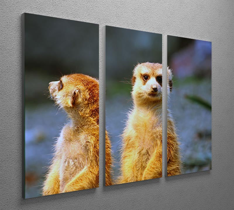 Three-panel canvas art featuring two meerkats watching over their family in a zoo setting, showcasing vibrant colors and intricate details.
