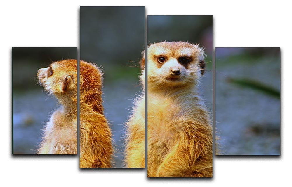 A 4-split canvas artwork featuring two meerkats watching over their family in a zoo setting, showcasing vibrant colors and intricate details.